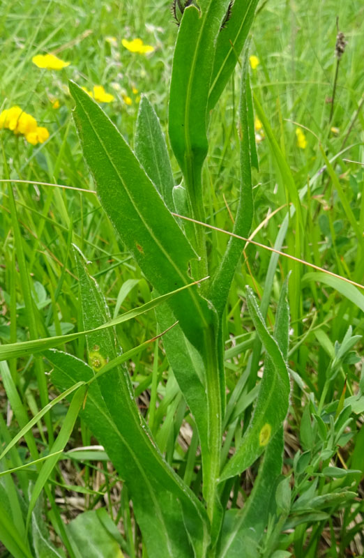 Cyanus triunfettii - Asteraceae